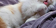 Kitty Cartman Poof is registered to the contest to win money with this photo: animal, bed, blanket, cat, cozy, cute, feline, fluffy, fur, indoor, kitten, licking, orange, pet, purple, resting, soft, tongue, white, young