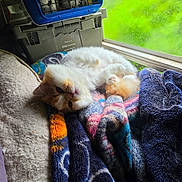 Kitty Cartman is registered to the contest to win money with this photo: cat, animal, pet, fluffy, orange, white, blanket, window, green, light, cozy, indoor, relaxed, furry, resting, colorful, fabric, soft, cute, comfort