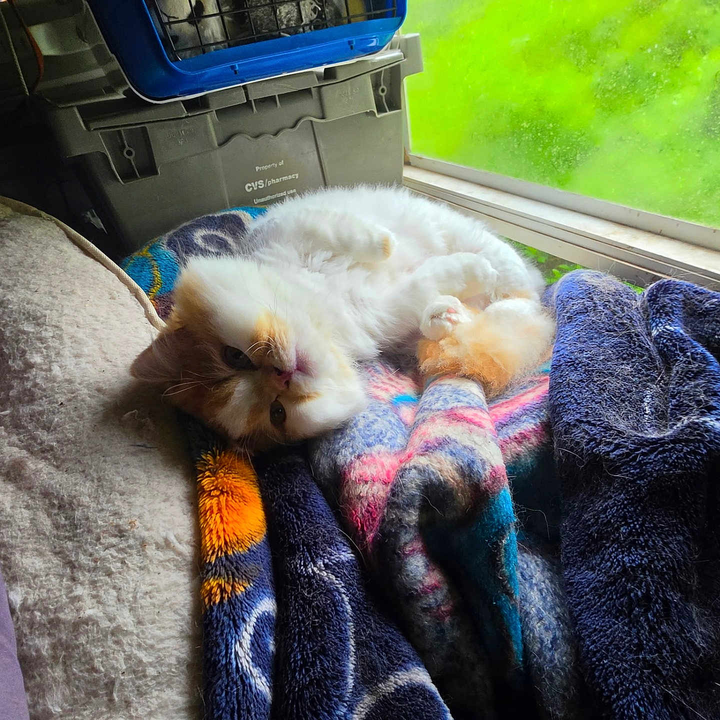 Kitty Cartman is registered to the contest to win money with this photo: cat, animal, pet, fluffy, orange, white, blanket, window, green, light, cozy, indoor, relaxed, furry, resting, colorful, fabric, soft, cute, comfort