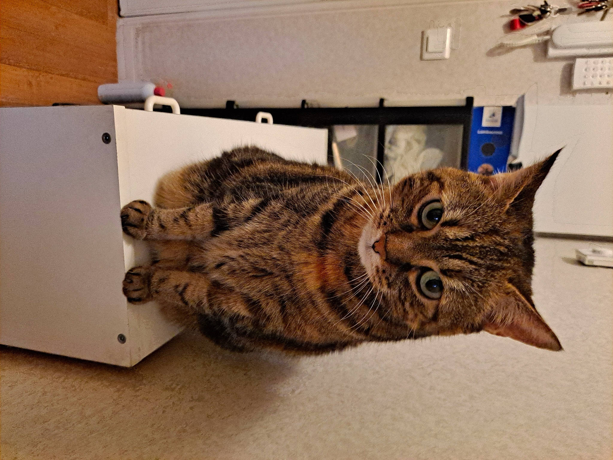 Chipie a rejoint le concours — aidez-le/la à gagner de superbes lots ! carnivore, cat, domestic_short_haired_cat, felidae, fur, room, shelf, small_to_medium_sized_cats, snout, tail, whiskers, wood