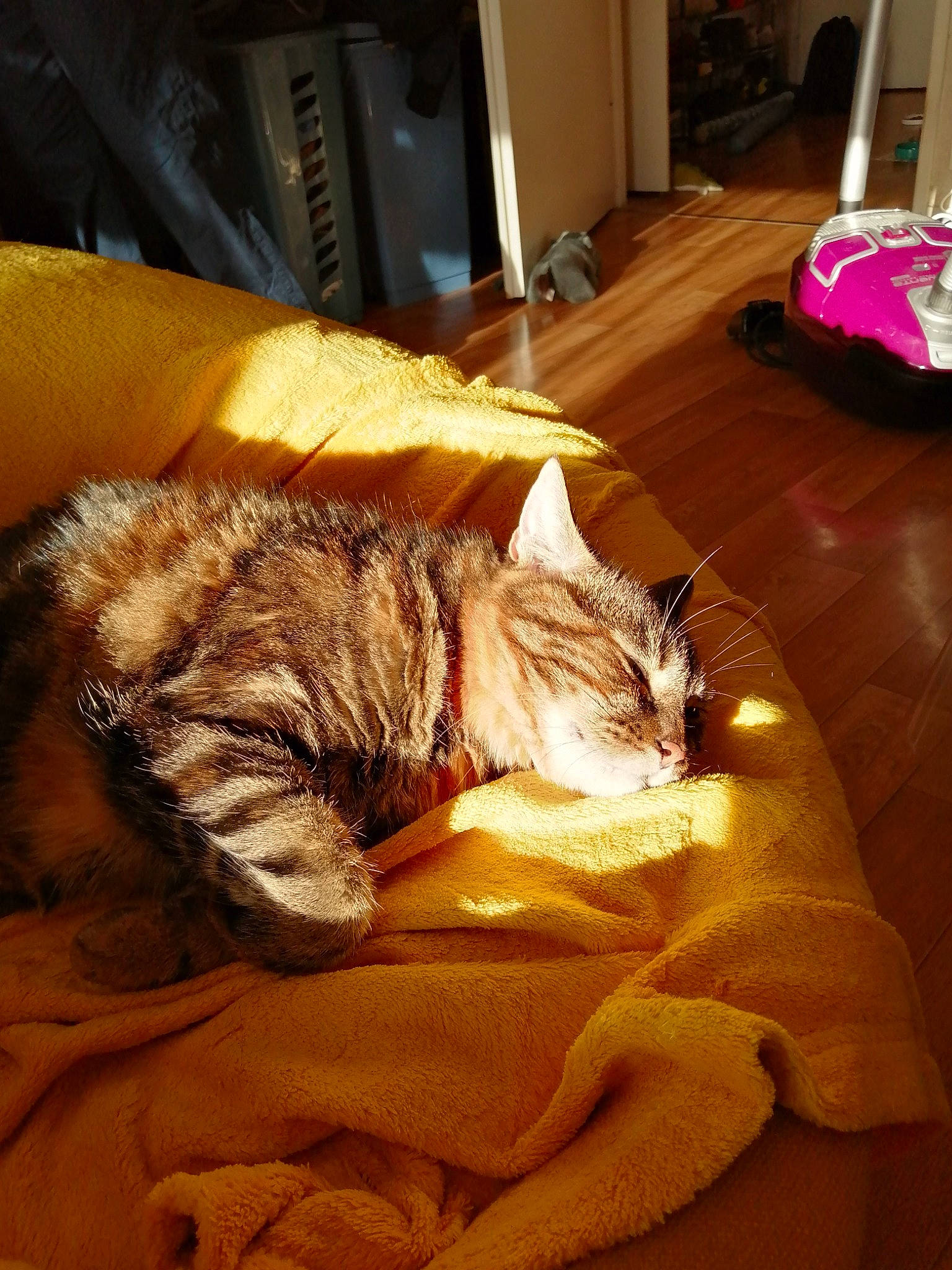 Chipie a rejoint le concours — aidez-le/la à gagner de superbes lots ! carnivore, cat, comfort, domestic_short_haired_cat, fawn, felidae, floor, flooring, fur, hardwood, human_leg, linens, living_room, luggage_and_bags, room, small_to_medium_sized_cats, snout, tail, whiskers, wood