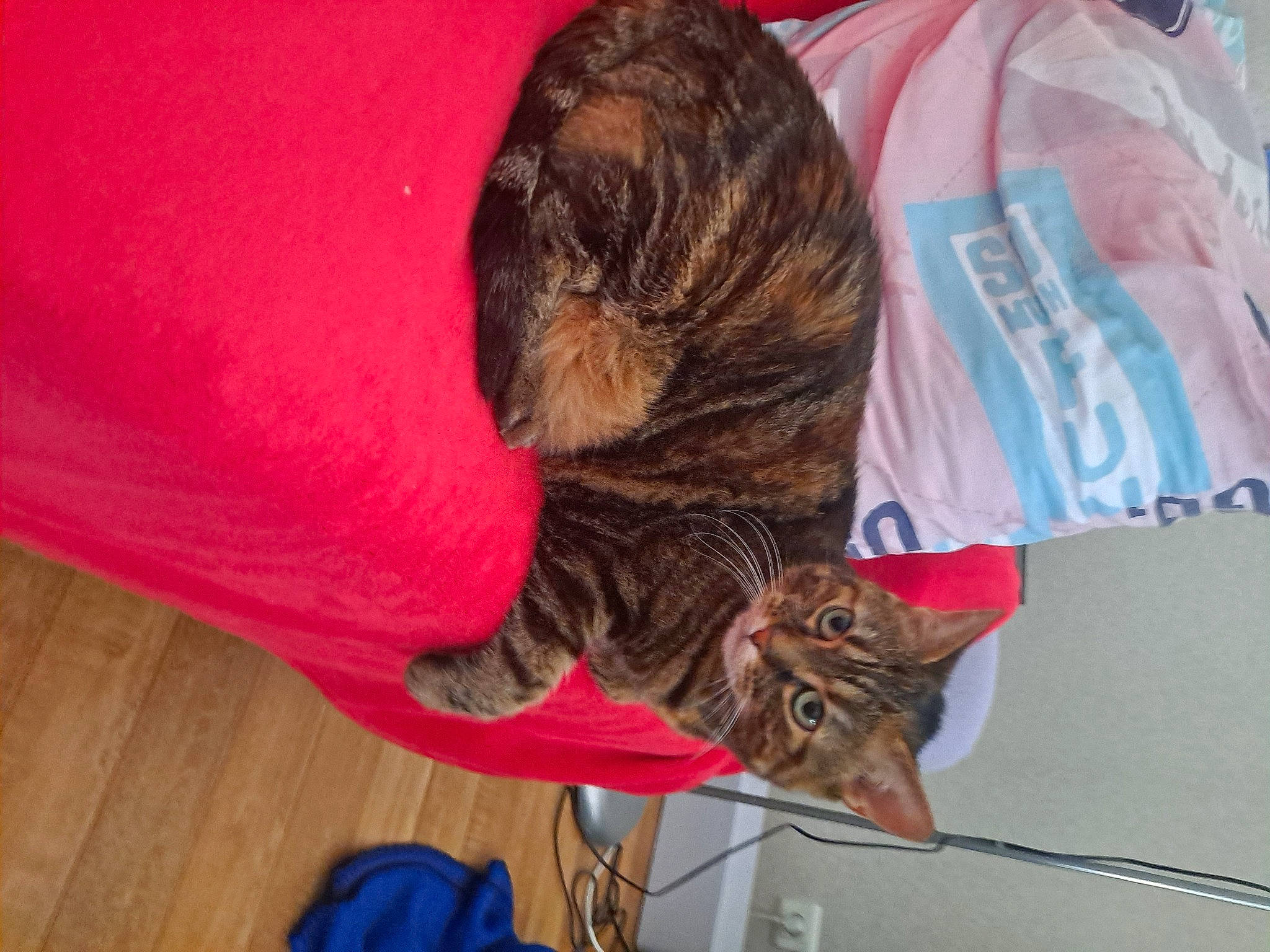 Chipie participe au concours pour gagner de l'argent avec cette photo : backpack, carnivore, cat, comfort, dog_breed, domestic_short_haired_cat, ear, fawn, felidae, fur, hardwood, liver, luggage_and_bags, small_to_medium_sized_cats, snout, sporting_group, tail, vertebrate, whiskers, wood