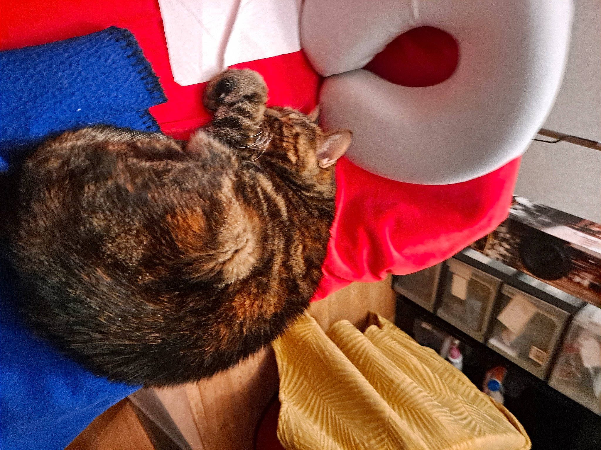 Chipie a rejoint le concours — aidez-le/la à gagner de superbes lots ! canidae, carmine, carnivore, cat, claw, comfort, domestic_short_haired_cat, ear, fawn, felidae, fur, human_leg, lap, nail, nap, paw, small_to_medium_sized_cats, tail, toy, whiskers