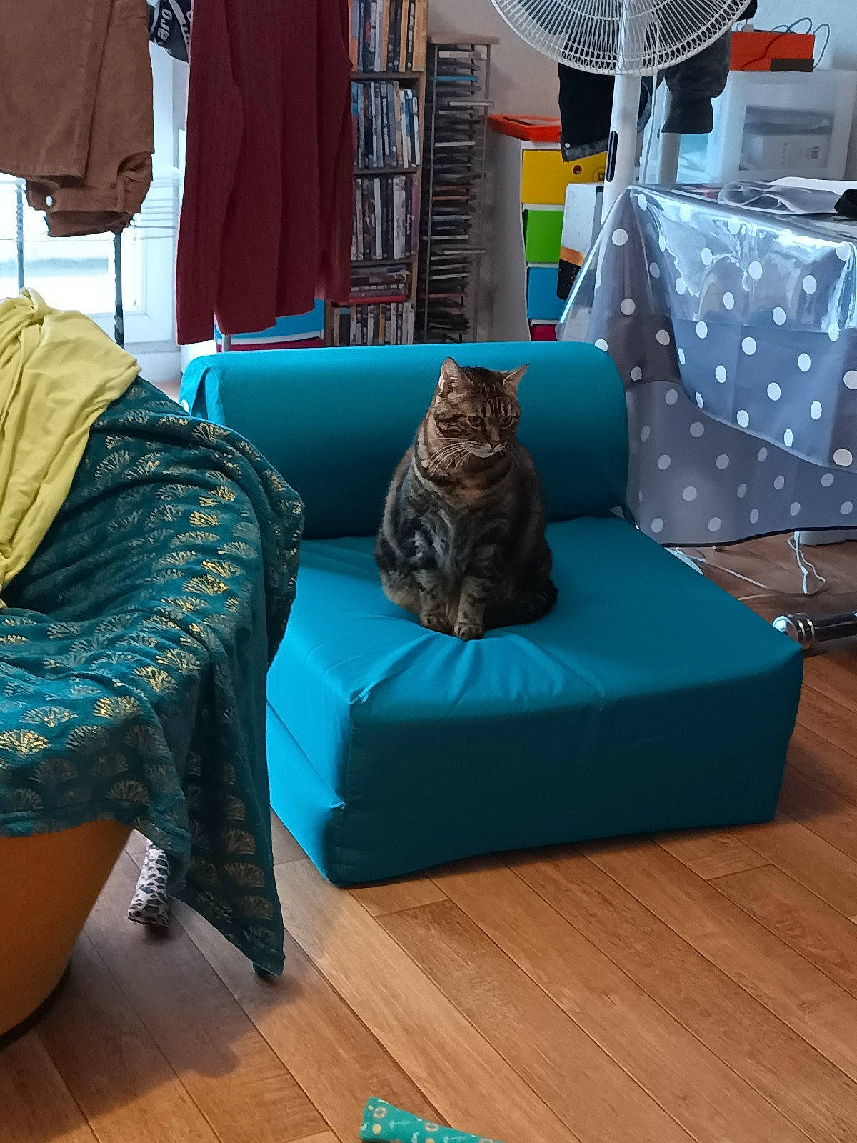 Chipie participe au concours pour gagner de l'argent avec cette photo : aqua, azure, basketball_hoop, bean_bag, blue, cat, comfort, couch, electric_blue, felidae, floor, flooring, green, grey, hardwood, interior_design, leisure, living_room, studio_couch, wood
