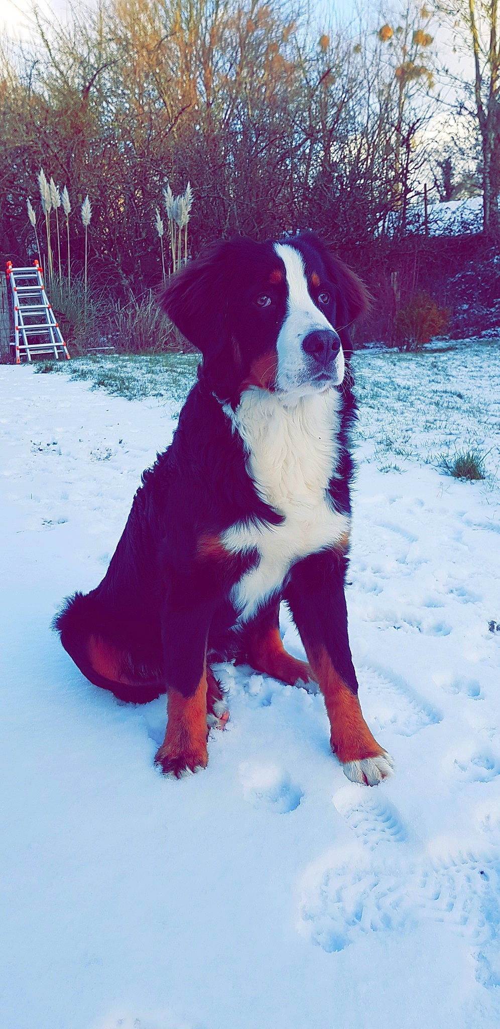 Letty participe au concours pour gagner de l'argent avec cette photo : appenzeller_sennenhund, bernese_mountain_dog, canidae, carnivore, companion_dog, dog, dog_breed, english_shepherd, entlebucher_mountain_dog, greater_swiss_mountain_dog, mammal, moscow_watchdog, rare_breed_dog, sporting_group, vertebrate, working_dog