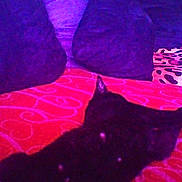 Cookies participe au concours pour gagner de l'argent avec cette photo :