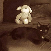 Cookies participe au concours pour gagner de l'argent avec cette photo :