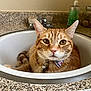Otto Earsley is registered to the contest to win money with this photo: animal, bathroom, bell, cat, closeup, collar, countertop, curious, domestic_cat, ears, faucet, fur, household, indoor, orange_tabby, pet, relaxed, sink, sitting, whiskers