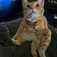 Otto Earsley is registered to the contest to win money with this photo: animal, bed, bell, cat, collar, cute, domestic_animal, ears, feline, fur, home, indoor, looking_up, orange_tabby, pet, quilt, relaxed, sitting, tail, whiskers