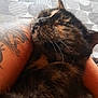 Azazel participe au concours pour gagner de l'argent avec cette photo : cat, tortoiseshell, tattoo, arm, resting, sleeping, closeup, feline, pet, comfort, fur, animal, indoor, pattern, fabric, relaxation, cute, snuggle, domestic, cozy