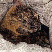 Azazel a rejoint le concours — aidez-le/la à gagner de superbes lots ! cat, tortoiseshell, sleeping, cozy, blanket, fur, pet, animal, cute, resting, indoor, closeup, whiskers, soft, comfort, nap, feline, warm, snuggled, domestic
