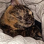 cat, tortoiseshell, sleeping, cozy, blanket, fur, pet, animal, cute, resting, indoor, closeup, whiskers, soft, comfort, nap, feline, warm, snuggled, domestic
