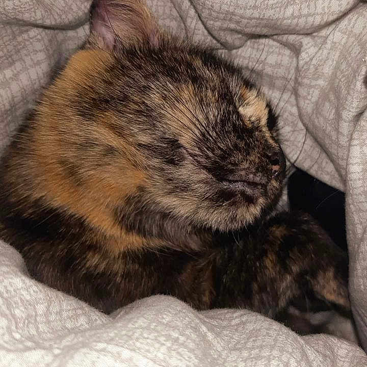 Azazel a rejoint le concours — aidez-le/la à gagner de superbes lots ! animal, blanket, cat, closeup, comfort, cozy, cute, domestic, feline, fur, indoor, nap, pet, resting, sleeping, snuggled, soft, tortoiseshell, warm, whiskers
