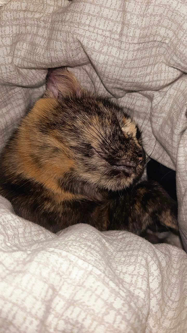 Azazel a rejoint le concours — aidez-le/la à gagner de superbes lots ! cat, tortoiseshell, sleeping, cozy, blanket, fur, pet, animal, cute, resting, indoor, closeup, whiskers, soft, comfort, nap, feline, warm, snuggled, domestic