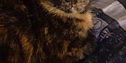 Azazel a rejoint le concours — aidez-le/la à gagner de superbes lots ! cat, tortoiseshell, pet, animal, feline, close_up, indoor, blanket, pattern, face, fur, whiskers, ears, eyes, resting, looking, home, domestic, cute, companion