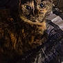 cat, tortoiseshell, pet, animal, feline, close_up, indoor, blanket, pattern, face, fur, whiskers, ears, eyes, resting, looking, home, domestic, cute, companion