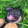 Asmodée participe au concours pour gagner de l'argent avec cette photo : puppy, dog, grass, greenery, playful, happy, outdoor, nature, closeup, mouth_open, tongue, ears, paw, fur, animal, cute, pet, young_dog, smiling, excited
