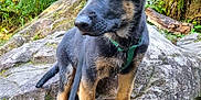 Asmodée participe au concours pour gagner de l'argent avec cette photo : puppy, dog, german_shepherd, leash, rock, forest, greenery, nature, outdoor, young_dog, animal, pet, curious, ears, fur, paws, moss, tree, plant, daylight