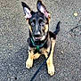 Asmodée participe au concours pour gagner de l'argent avec cette photo : dog, puppy, german_shepherd, leash, harness, outdoor, pavement, ears_up, sitting, curious, young_dog, pet, animal, canine, black_and_tan, cute, playful, alert, happy, nature