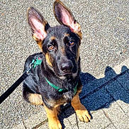 Asmodée participe au concours pour gagner de l'argent avec cette photo : dog, puppy, german_shepherd, leash, green_harness, ears, pavement, sunlight, shadow, outdoor, pet, animal, cute, sitting, alert, young_dog, brown_and_black, canine, walk, friendly