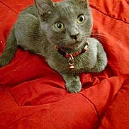 Nugget is registered to the contest to win money with this photo: cat, kitten, gray_cat, pet, collar, bell, indoor, red_blanket, fur, whiskers, cute, young, animal, domestic_cat, resting, close_up, curious, small, soft, feline