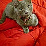 cat, kitten, gray_cat, pet, collar, bell, indoor, red_blanket, fur, whiskers, cute, young, animal, domestic_cat, resting, close_up, curious, small, soft, feline