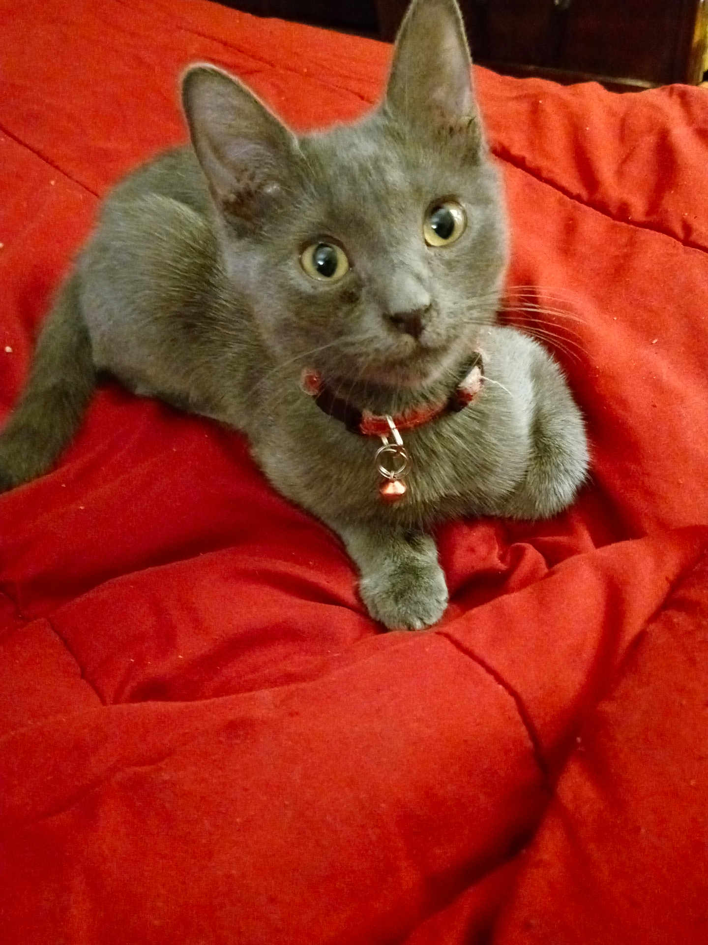 Nugget is registered to the contest to win money with this photo: cat, kitten, gray_cat, pet, collar, bell, indoor, red_blanket, fur, whiskers, cute, young, animal, domestic_cat, resting, close_up, curious, small, soft, feline