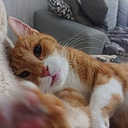 Sushi a rejoint le concours — aidez-le/la à gagner de superbes lots ! animal, blanket, cat, close_up, couch, cozy, cute, feline, fur, home, indoor, mammal, orange_cat, paw, pet, relaxed, resting, soft_texture, whiskers, white_fur