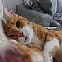 animal, blanket, cat, close_up, couch, cozy, cute, feline, fur, home, indoor, mammal, orange_cat, paw, pet, relaxed, resting, soft_texture, whiskers, white_fur