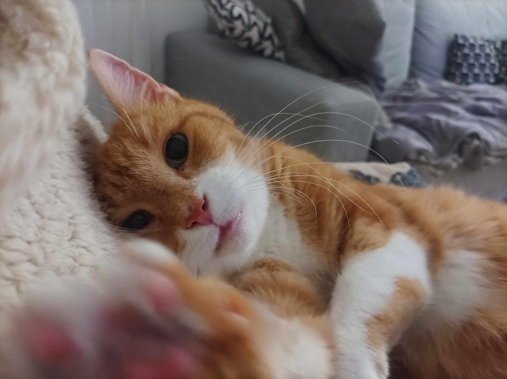 Sushi a rejoint le concours — aidez-le/la à gagner de superbes lots ! animal, blanket, cat, close_up, couch, cozy, cute, feline, fur, home, indoor, mammal, orange_cat, paw, pet, relaxed, resting, soft_texture, whiskers, white_fur