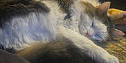 Phelix joined the competition — help win amazing prizes! animal, blanket, cat, comfort, couch, cozy, cute, feline, fur, home, indoor, nap, paw, pet, relaxation, rest, sleeping, soft, texture, warm