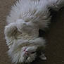 Phelix is registered to the contest to win money with this photo: animal, carpet, cat, cozy, cute, domestic_cat, ears, fluffy, fur, gray, indoor, lying_down, mammal, paws, pet, pink_nose, relaxed, resting, whiskers, white