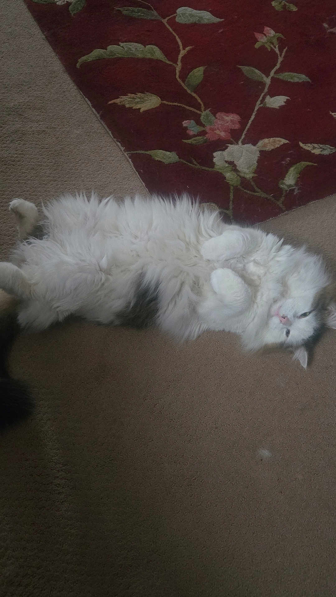 Phelix is registered to the contest to win money with this photo: animal, carpet, cat, cozy, cute, domestic_cat, feline, fluffy, fur, home, indoor, lying_down, paw, pet, relaxed, resting, rug, sleepy, tail, white_cat