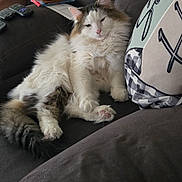 Phelix joined the competition — help win amazing prizes! brown_cat, cat, child, couch, cozy, cute, domestic_animal, fluffy_cat, furniture, indoor, living_room, pet, pillow, red_hair, relaxing, remote_control, resting, sleepy, soft_fur, white_cat