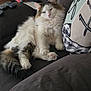 brown_cat, cat, child, couch, cozy, cute, domestic_animal, fluffy_cat, furniture, indoor, living_room, pet, pillow, red_hair, relaxing, remote_control, resting, sleepy, soft_fur, white_cat