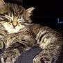 The Stig participe au concours pour gagner de l'argent avec cette photo : kitten, cat, sleeping, fluffy, tabby, pet, animal, feline, cute, paws, whiskers, relaxed, indoors, closeup, fur, resting, cozy, hand, dark_background, young