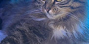 The Stig participe au concours pour gagner de l'argent avec cette photo : animal, blue_light, calm, cat, close_up, cute, feline, fluffy_fur, fur_texture, indoor, lying_down, mammal, pet, portrait, relaxed, resting, soft_blanket, tabby, whiskers, yellow_eyes