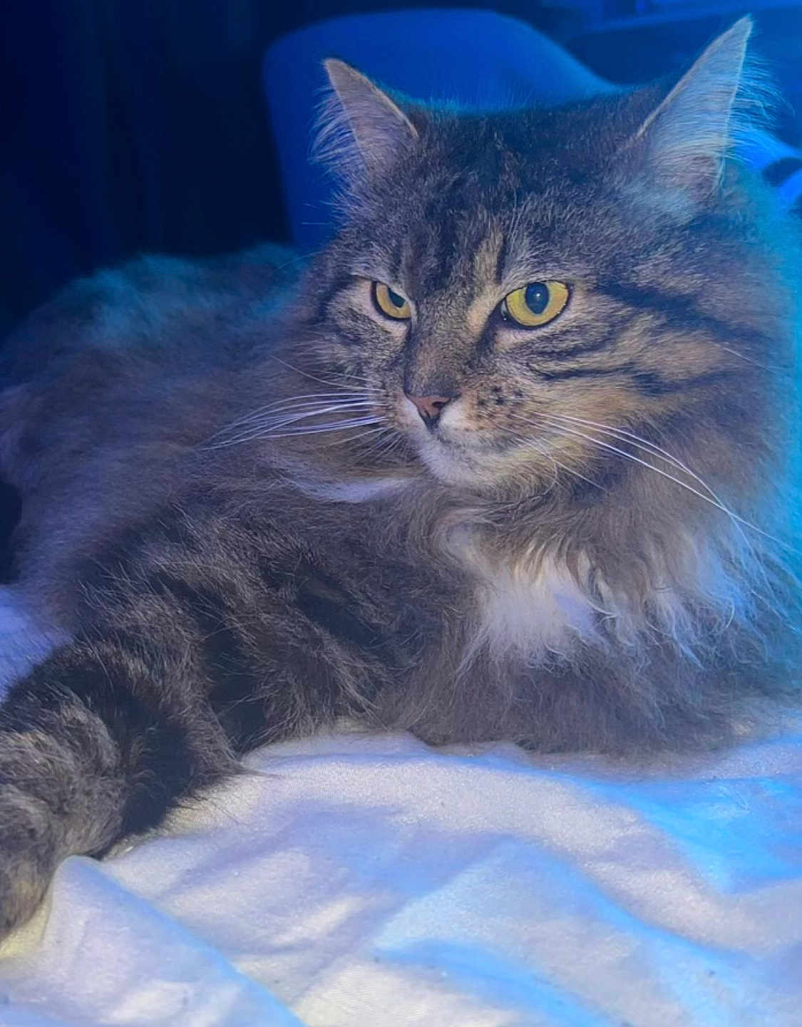 The Stig participe au concours pour gagner de l'argent avec cette photo : cat, tabby, fluffy_fur, yellow_eyes, lying_down, pet, animal, indoor, soft_blanket, relaxed, whiskers, close_up, mammal, feline, fur_texture, cute, resting, portrait, blue_light, calm