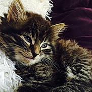 The Stig a rejoint le concours — aidez-le/la à gagner de superbes lots ! kitten, cat, tabby, fluffy, fur, close_up, pet, animal, sleepy, whiskers, relaxed, cute, soft, indoor, blanket, purple_background, resting, cozy, young_cat, feline