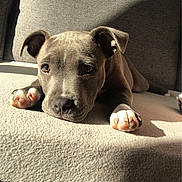 Ayden participe au concours pour gagner de l'argent avec cette photo : puppy, dog, couch, gray, sunlight, indoor, pet, paw, face, ears, relaxed, cute, animal, home, cozy, furniture, lying_down, shadow, domestic, young