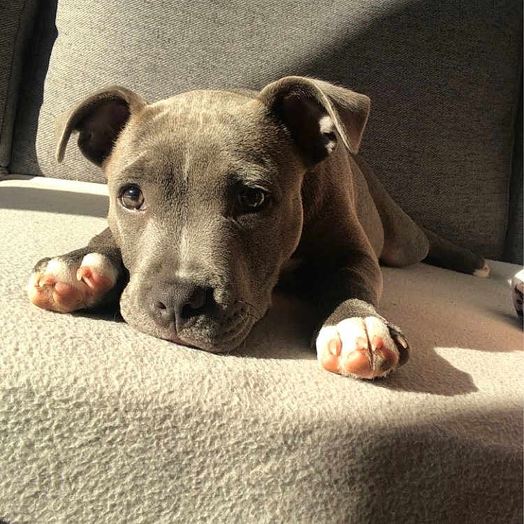 Ayden participe au concours pour gagner de l'argent avec cette photo : animal, couch, cozy, cute, dog, domestic, ears, face, furniture, gray, home, indoor, lying_down, paw, pet, puppy, relaxed, shadow, sunlight, young