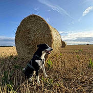 Uky a rejoint le concours — aidez-le/la à gagner de superbes lots ! dog, black_and_white, harness, sitting, field, hay_bale, rural, outdoor, sky, clouds, grass, sunlight, nature, animal, pet, landscape, farm, happy, daytime, agriculture
