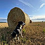 dog, black_and_white, harness, sitting, field, hay_bale, rural, outdoor, sky, clouds, grass, sunlight, nature, animal, pet, landscape, farm, happy, daytime, agriculture