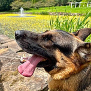 Remy is registered to the contest to win money with this photo: dog, german_shepherd, tongue_out, outdoor, pond, fountain, grass, rocks, sunny, nature, happy, pet, canine, closeup, animal, summer, greenery, daytime, park, landscape