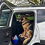 Remy joined the competition — help win amazing prizes! german_shepherd, dog, car, open_car_door, blue_bucket, bottles, seat, black_seat, white_car, tree, grass, suburban, outdoor, pet, animal, tongue_out, happy, daytime, vehicle, parked_car
