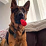 Remy joined the competition — help win amazing prizes! german_shepherd, dog, indoor, toy, plush_toy, curtains, bed, blanket, collar, tag, pet, animal, sitting, brown, black, ears_up, fur, portrait, looking, natural_light