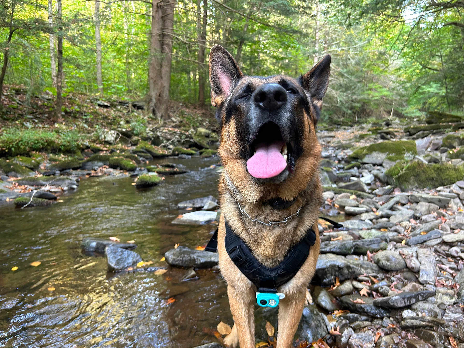 Remy is registered to the contest to win money with this photo: dog, german_shepherd, outdoor, forest, stream, rocks, water, nature, animal, pet, happy, tongue, canine, leash, harness, trees, greenery, daylight, moss, playful