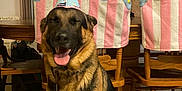 Remy joined the competition — help win amazing prizes! dog, german_shepherd, party_hat, indoor, chair, wooden_furniture, tile_floor, smiling, pet, animal, happy, tongue_out, decor, celebration, furniture, canine, domestic_animal, portrait, sitting, cozy