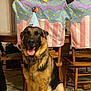 dog, german_shepherd, party_hat, indoor, chair, wooden_furniture, tile_floor, smiling, pet, animal, happy, tongue_out, decor, celebration, furniture, canine, domestic_animal, portrait, sitting, cozy