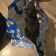 Blue joined the competition — help win amazing prizes! animal, bag_handle, blue_bag, cartoon_print, cat, curious, domestic_cat, feline, flooring, gray_cat, household, indoor, looking_up, mischief, pet, playful, shopping_bag, sitting, wide_eyes, wooden_floor